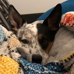 Meet your Posher, Kendall